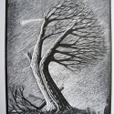 TIM JONES  Tree with shooting star  2001  Wood-engraving  Courtesy of National Gallery of Victoria